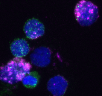 Protein cage delivery